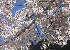 Hanami cherry blossom viewing picnic